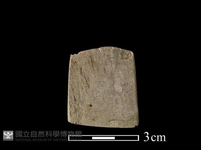 錛鑿形器藏品圖，第3張