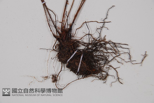 紅苞蹄蓋蕨藏品圖，第3張