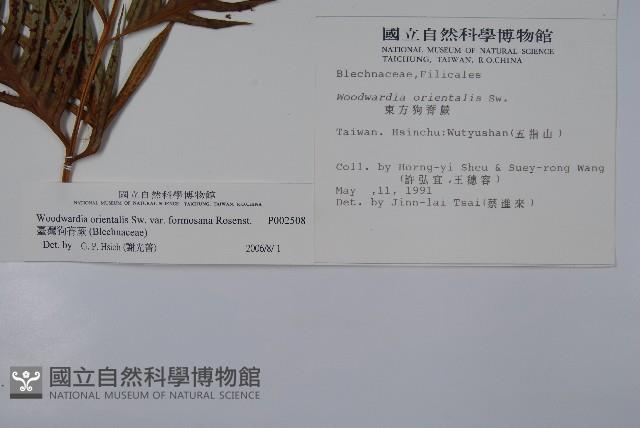 臺灣狗脊蕨藏品圖，第2張