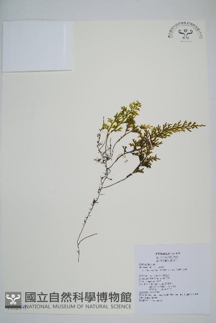 蕗蕨藏品圖，第3張