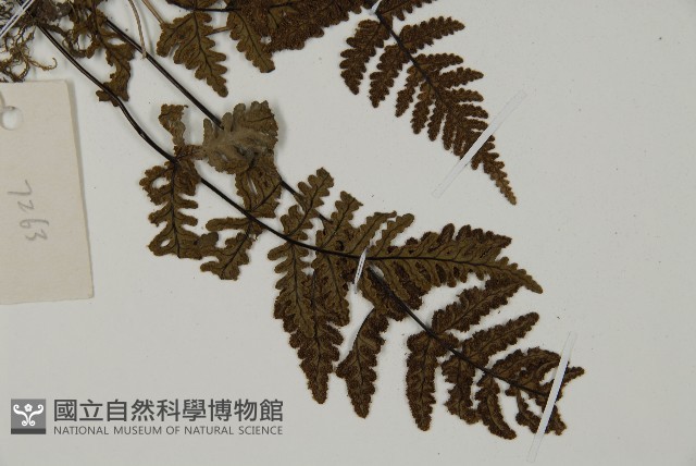 銀粉背蕨藏品圖，第3張