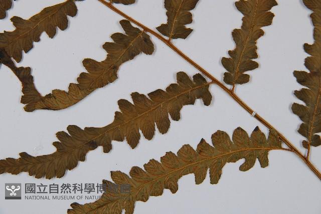 東洋蹄蓋蕨藏品圖，第3張