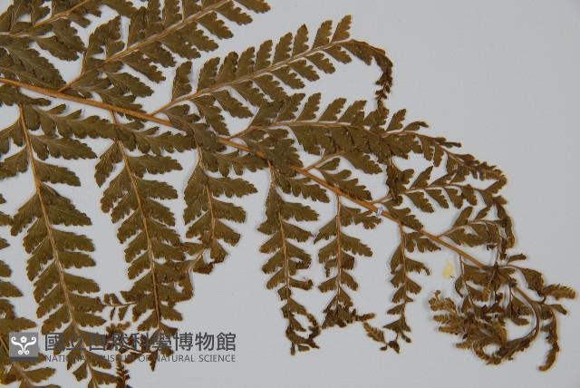 亞粗毛鱗蓋蕨藏品圖，第3張