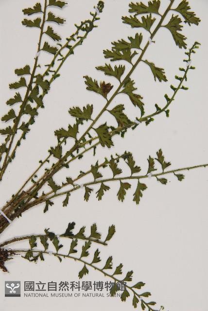 鱗柄鐵角蕨藏品圖，第3張