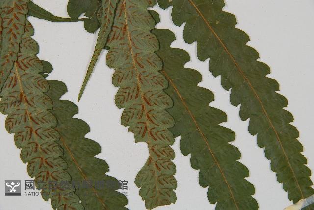 毛柄短腸蕨藏品圖，第3張
