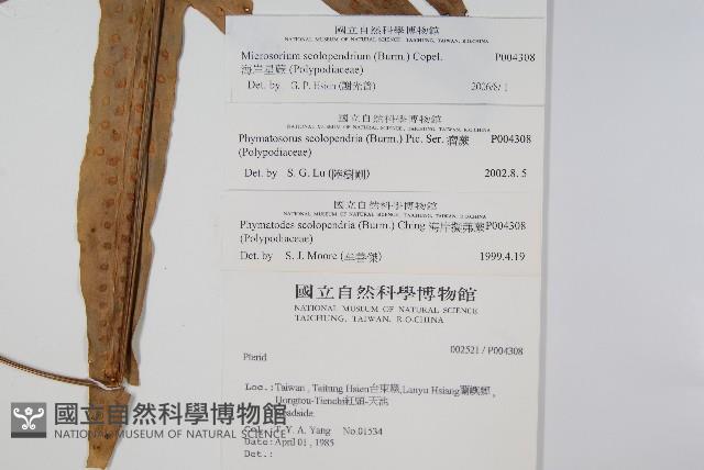 海岸星蕨藏品圖，第2張