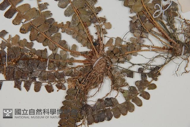 登錄號:P012608藏品圖，第3張