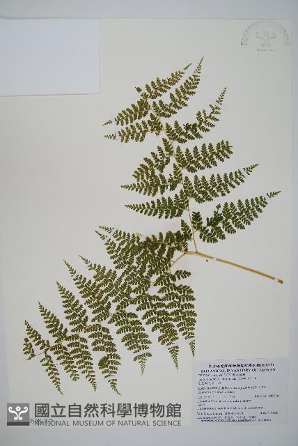 毛苞擬複葉耳蕨藏品圖，第3張