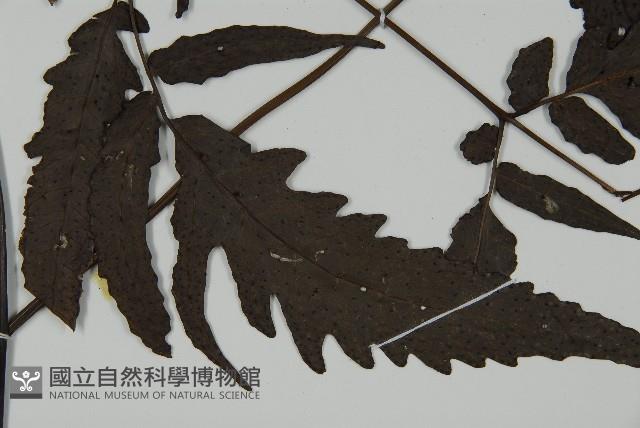三叉蕨藏品圖，第3張