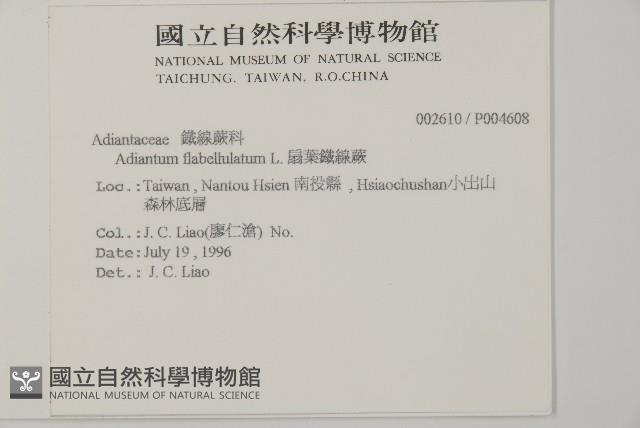 扇葉鐵線蕨藏品圖，第2張