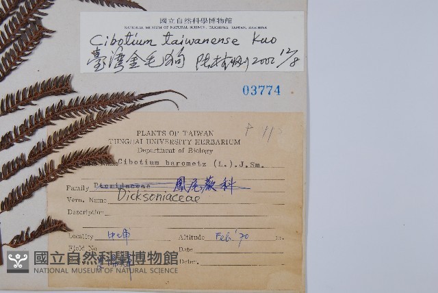 臺灣金狗毛蕨藏品圖，第2張