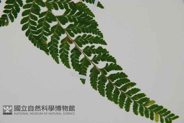 嫩鱗蓋蕨藏品圖，第3張