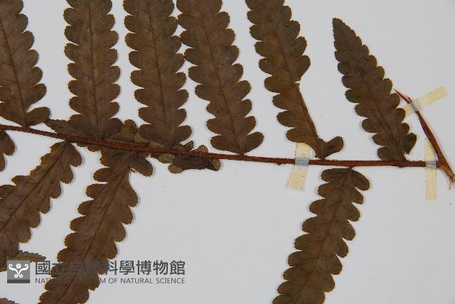 韓氏黑桫欏藏品圖，第3張