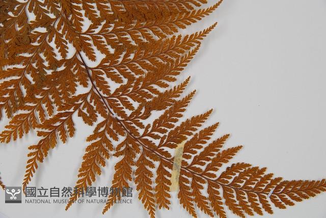 Accession Number:P001408 Collection Image, Figure 3, Total 4 Figures