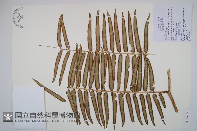 蘭嶼觀音座蓮藏品圖，第3張