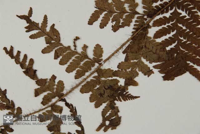 海南肋毛蕨藏品圖，第3張