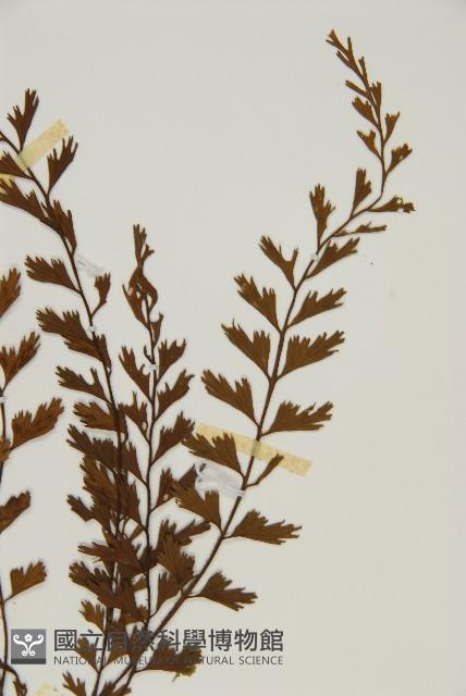 鱗柄鐵角蕨藏品圖，第3張