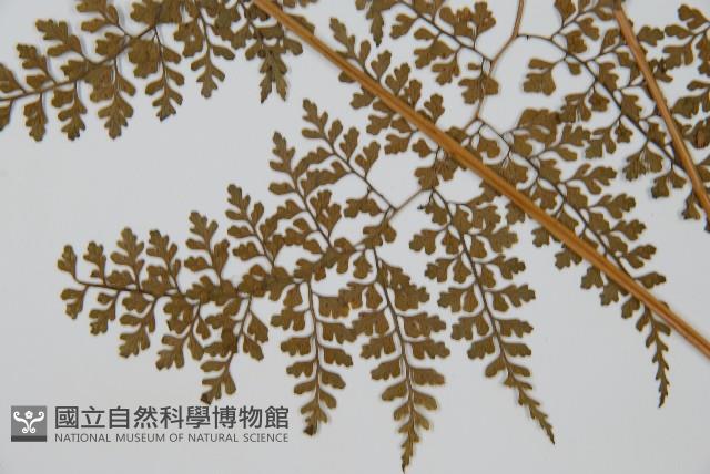 彎柄假複葉耳蕨藏品圖，第3張