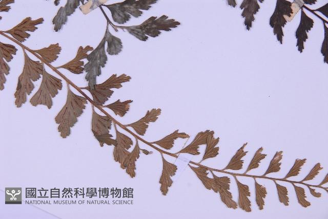 斜葉鐵角蕨藏品圖，第3張