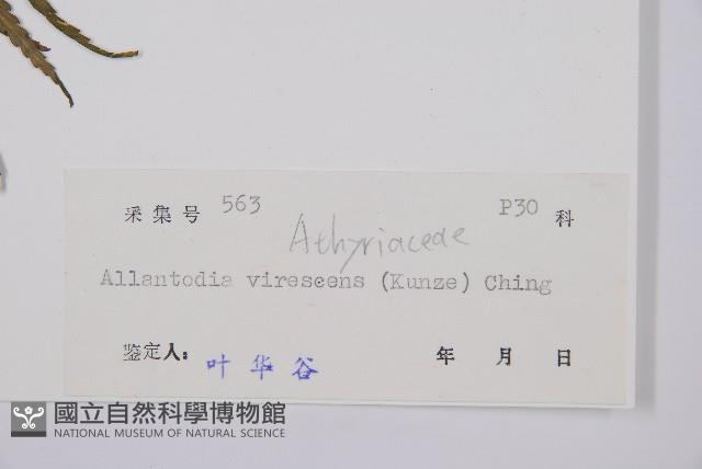 淡綠短腸蕨藏品圖，第3張