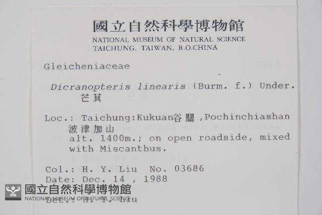 芒萁藏品圖，第2張