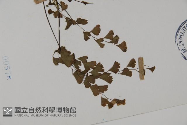 鐵線蕨藏品圖，第3張