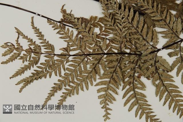 Silver fern Collection Image, Figure 3, Total 5 Figures