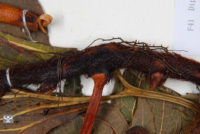 雙扇蕨藏品圖，第3張