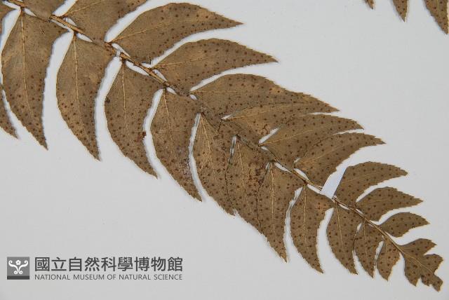 鐮羽貫眾藏品圖，第3張