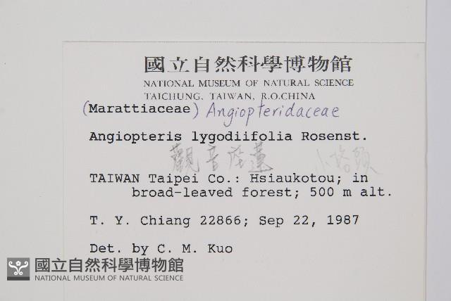 觀音座蓮藏品圖，第2張