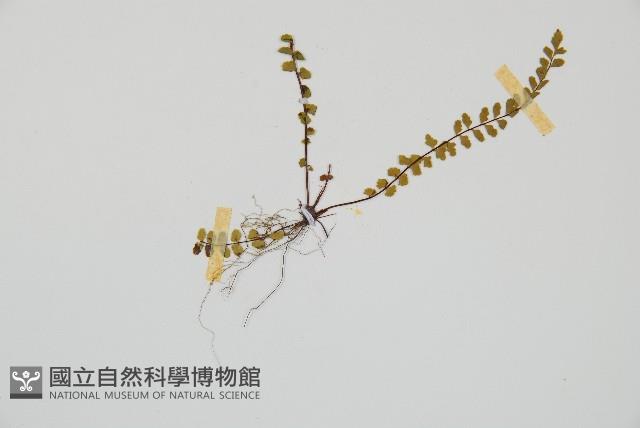 鐵角蕨藏品圖，第3張