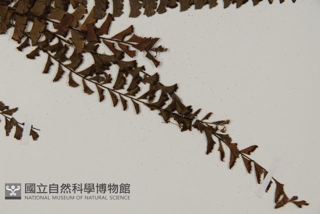 鞭葉鐵線蕨藏品圖，第3張