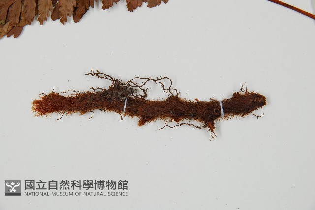 闊葉骨碎補藏品圖，第3張