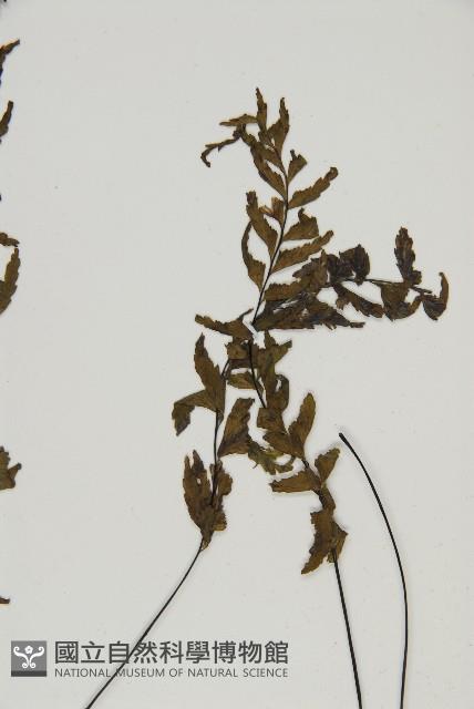 剪葉鐵角蕨藏品圖，第3張