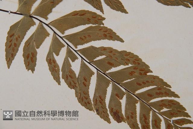 單邊鐵角蕨藏品圖，第3張