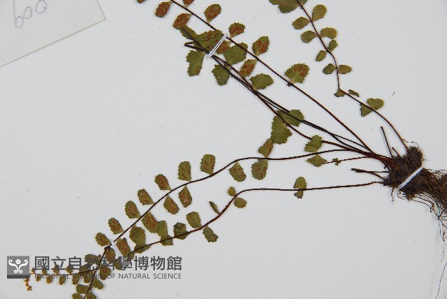 鐵角蕨藏品圖，第3張