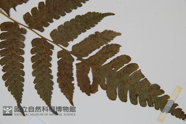 德氏雙蓋蕨藏品圖，第3張