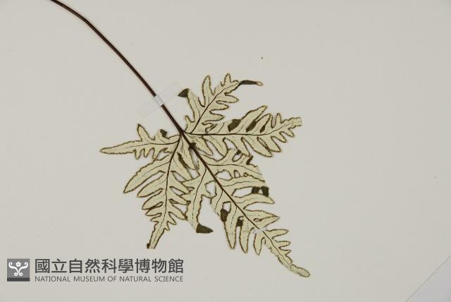 銀粉背蕨藏品圖，第3張