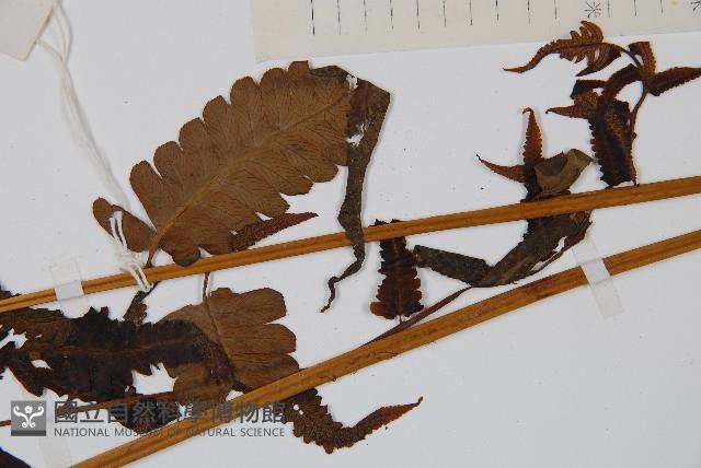 菜蕨藏品圖，第3張