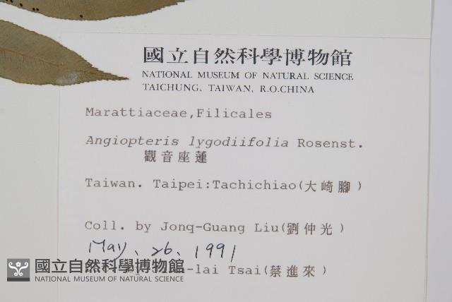 觀音座蓮藏品圖，第2張