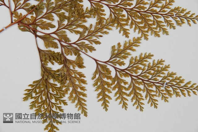 海州骨碎補藏品圖，第3張
