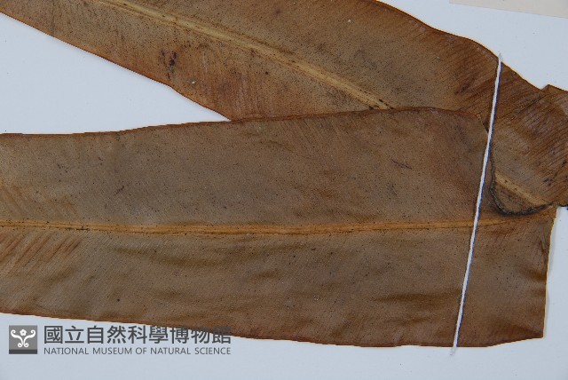 海南巢蕨藏品圖，第3張