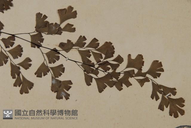 鐵線蕨藏品圖，第3張