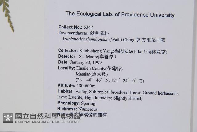 斜方複葉耳蕨藏品圖，第2張