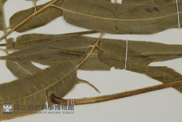 華鳳丫蕨藏品圖，第3張