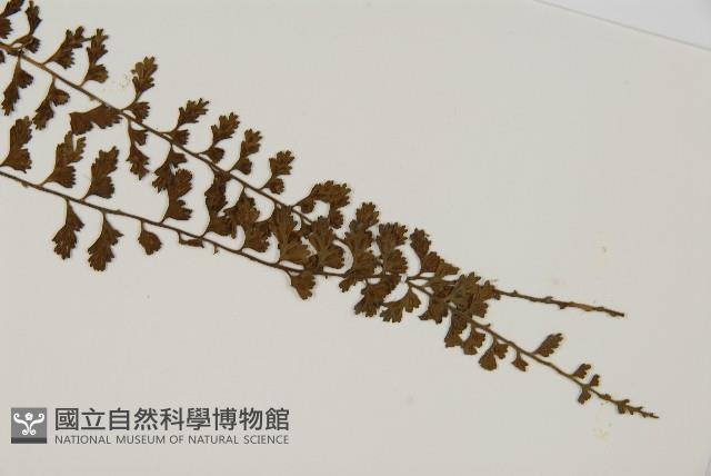 骨碎補鐵角蕨藏品圖，第3張