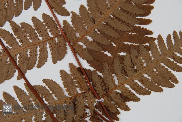 韓氏桫欏藏品圖，第3張