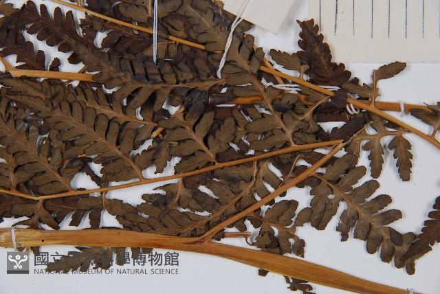 脆葉軸果蕨藏品圖，第3張