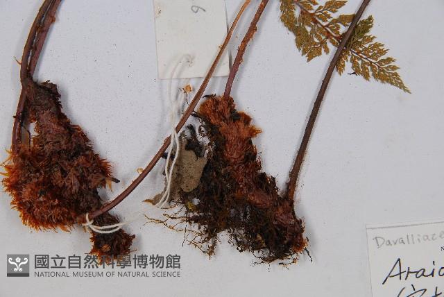 宿枝小膜蓋蕨藏品圖，第3張