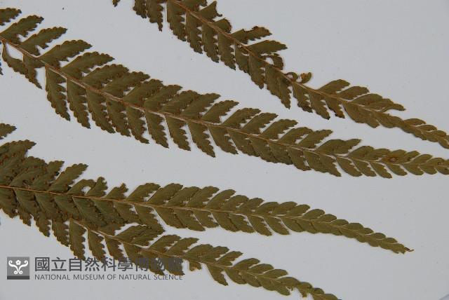 粗毛鱗蓋蕨藏品圖，第3張